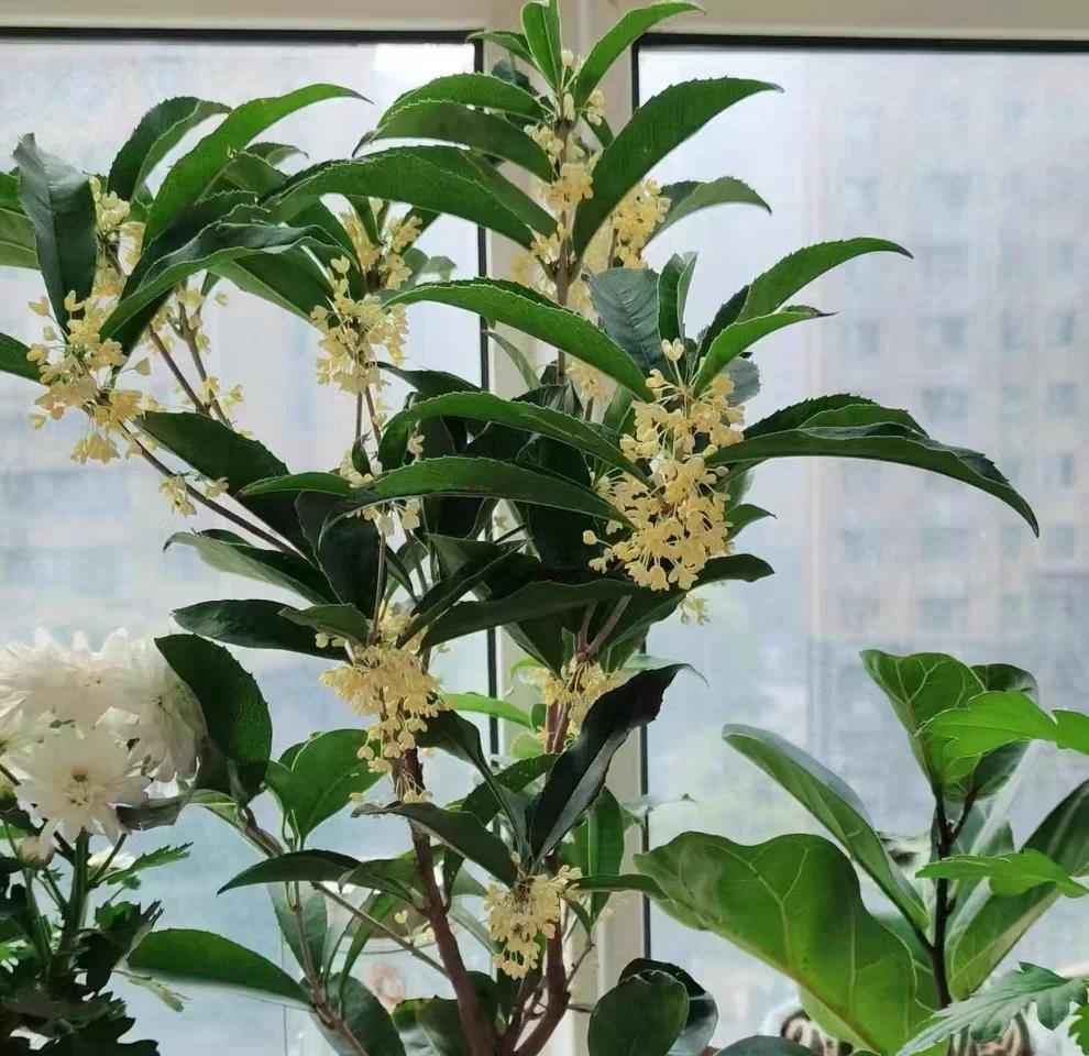 男子晒“8千棵巨大桂花树，震撼爆花”火了，网友：妈呀香迷糊了