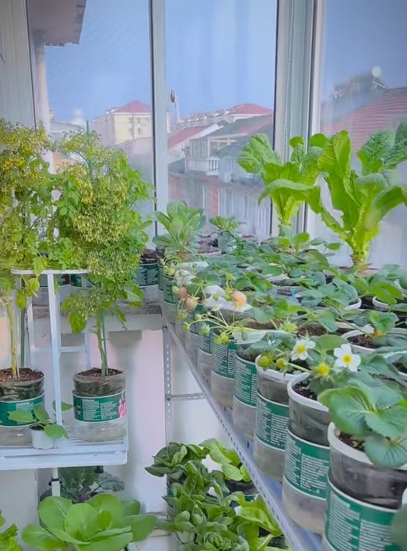 女子因“1㎡阳台小菜园”，实现蔬菜自由：空间利用到极致，好牛
