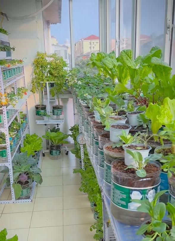 女子因“1㎡阳台小菜园”，实现蔬菜自由：空间利用到极致，好牛