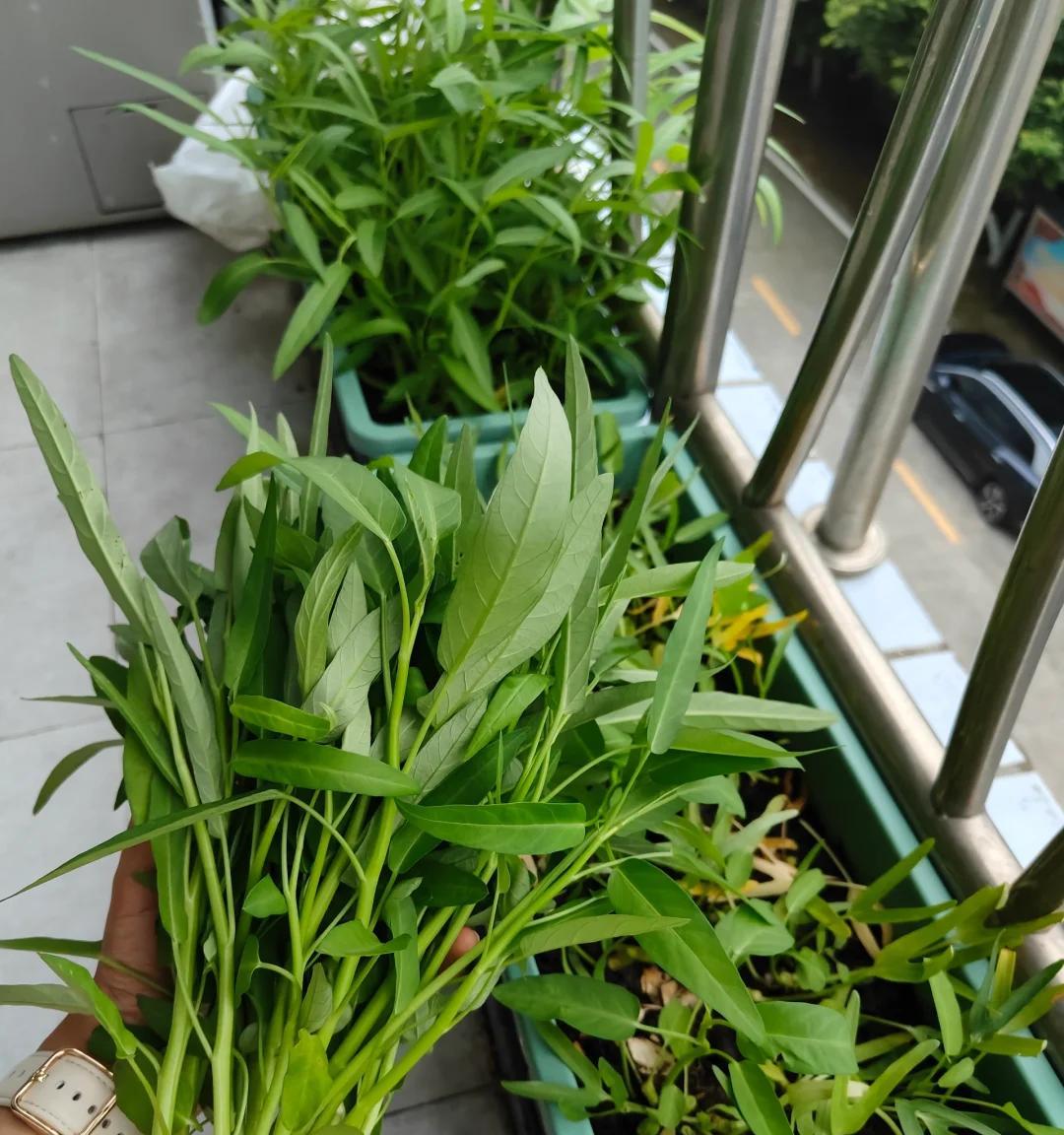 女子因“1㎡阳台小菜园”，实现蔬菜自由：空间利用到极致，好牛