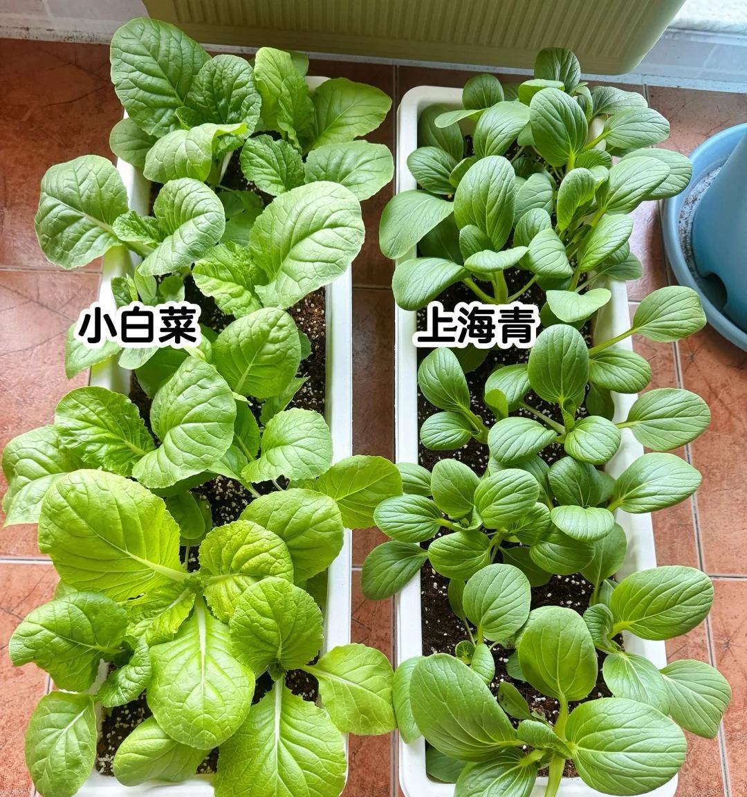 女子因“1㎡阳台小菜园”，实现蔬菜自由：空间利用到极致，好牛