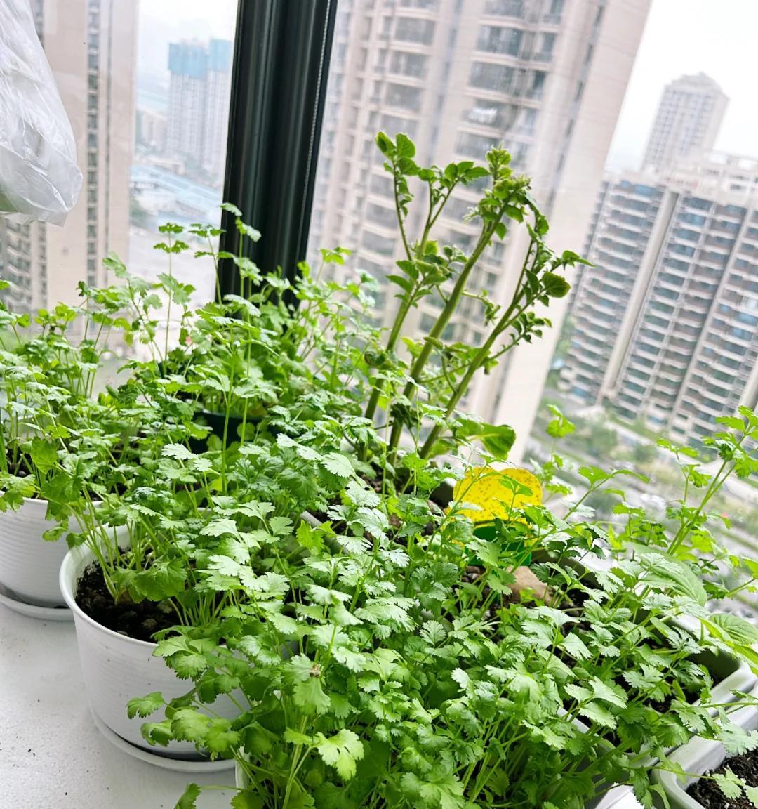 女子因“1㎡阳台小菜园”，实现蔬菜自由：空间利用到极致，好牛