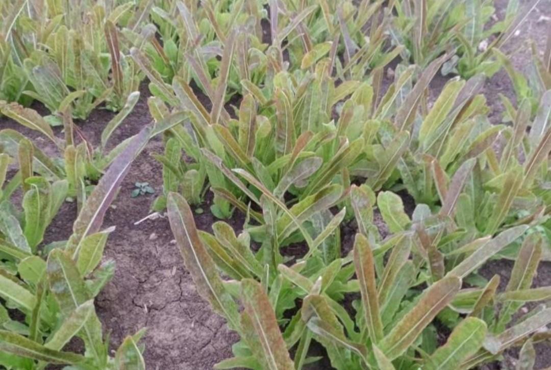 秋分过后种什么菜？这10种蔬菜，现在播种还能丰收！千万别错过