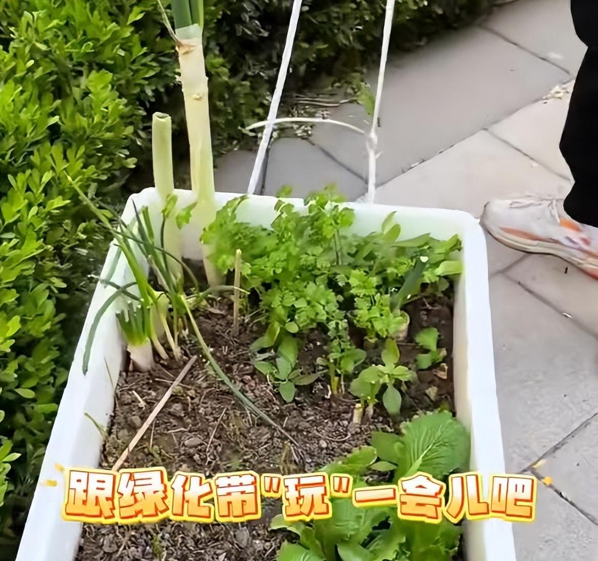 女子“每天出门遛菜”，惊呆众人，网友：谁出的馊主意，太绝了~