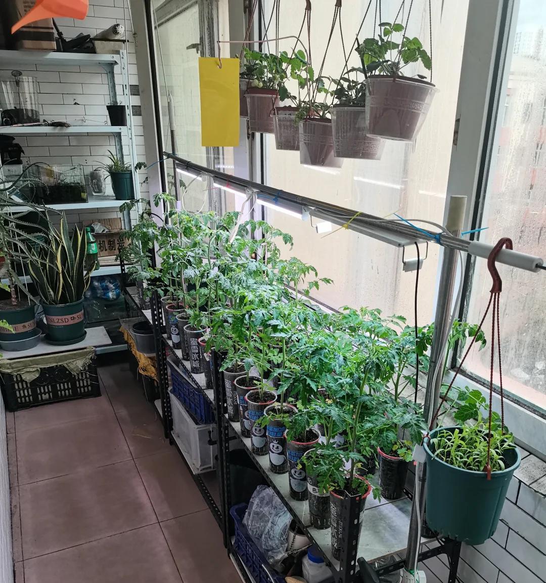 女子“每天出门遛菜”，惊呆众人，网友：谁出的馊主意，太绝了~