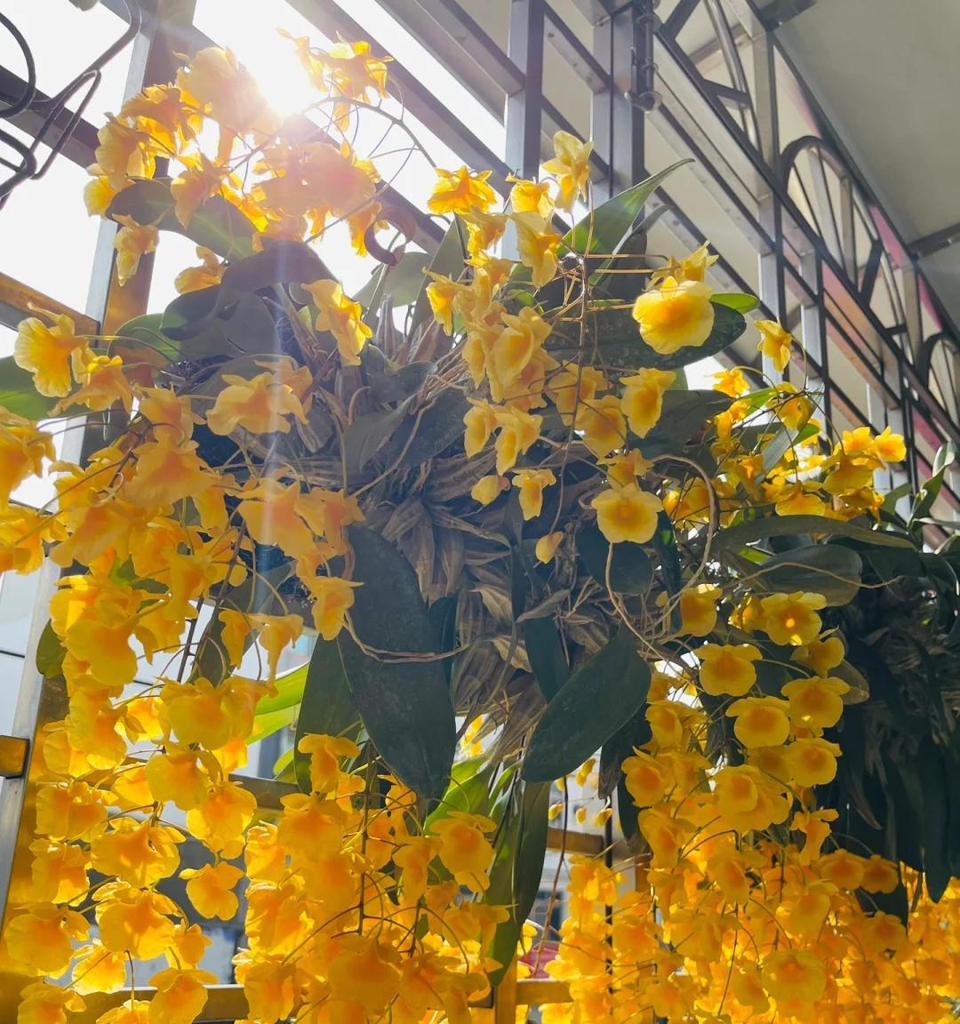 老妈养10年的石斛兰“爆花了”，好好看，网友：我去，太牛了