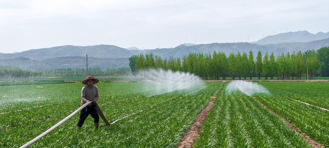 秋天啥时候不能割韭菜了？停割后记住三要点，来年长得粗壮绿油油