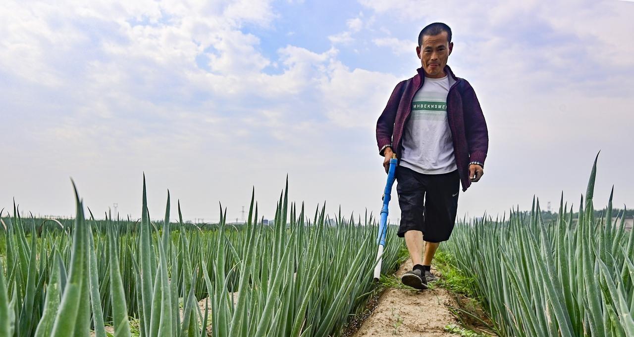 种植大蒜和葱五不要，错了出苗不齐还长不好，这是老一辈种植经验