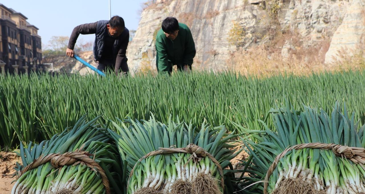 种植大蒜和葱五不要，错了出苗不齐还长不好，这是老一辈种植经验
