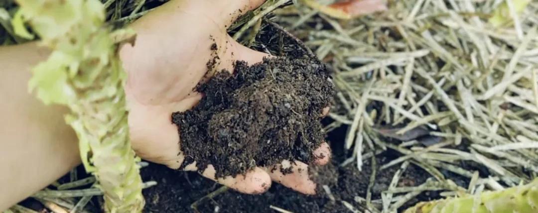 不花一分钱！家里这6样废物是最好松土材料，比营养土好用10倍