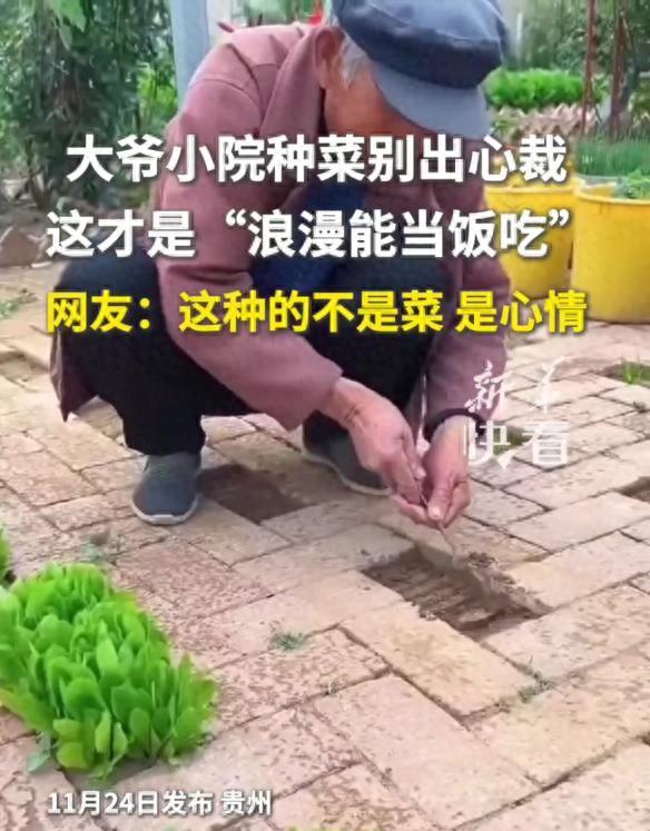 大爷“小院种菜”火上新华网，方法惊呆众人：谁说浪漫不能当饭吃