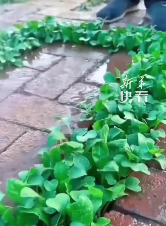 大爷“小院种菜”火上新华网，方法惊呆众人：谁说浪漫不能当饭吃