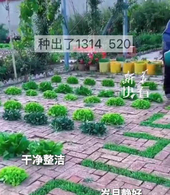 大爷“小院种菜”火上新华网，方法惊呆众人：谁说浪漫不能当饭吃
