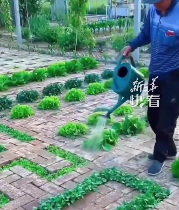 大爷“小院种菜”火上新华网，方法惊呆众人：谁说浪漫不能当饭吃