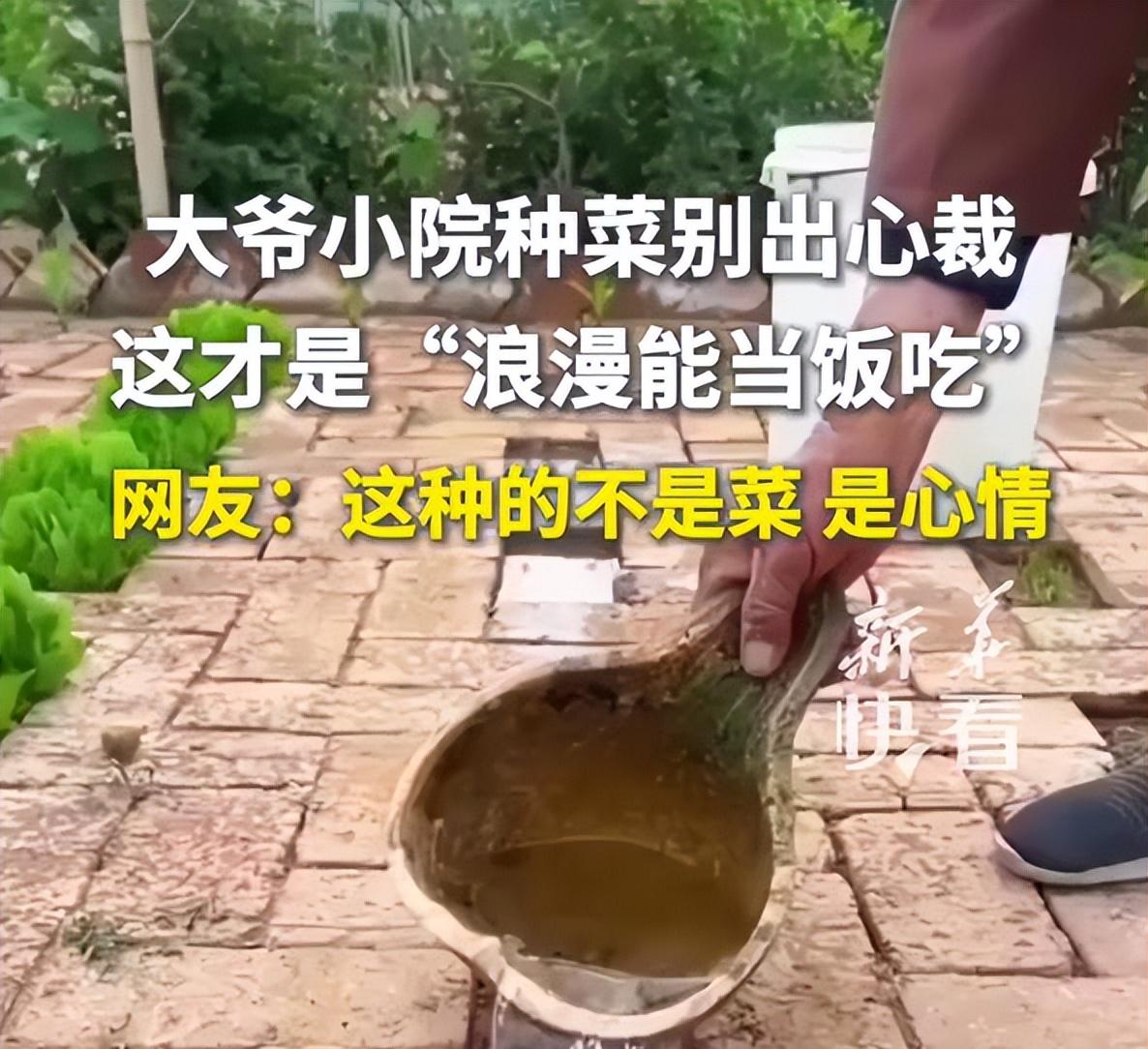 大爷“小院种菜”火上新华网，方法惊呆众人：谁说浪漫不能当饭吃