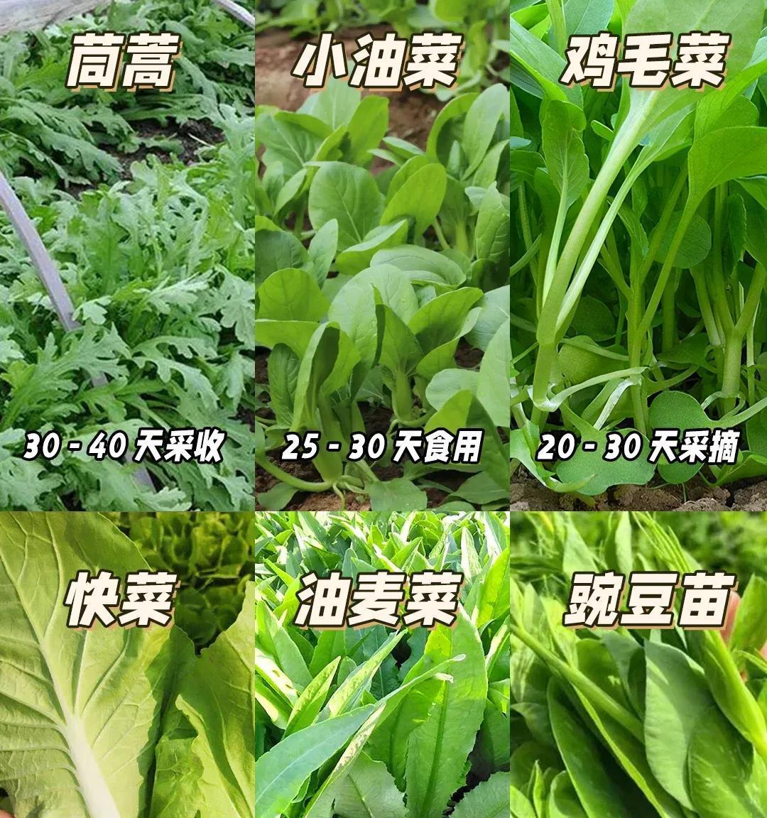 大爷“小院种菜”火上新华网，方法惊呆众人：谁说浪漫不能当饭吃