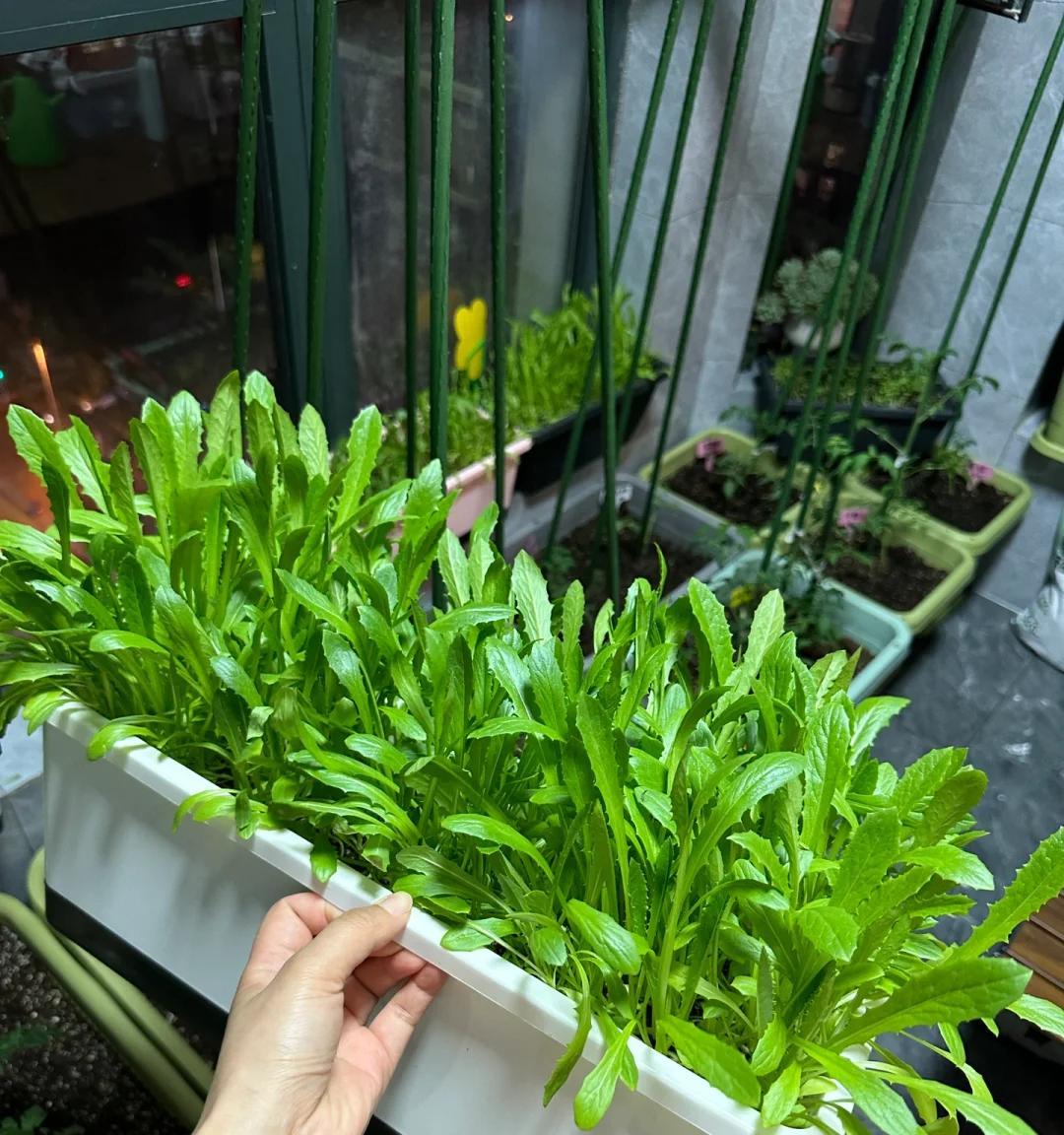 大爷“小院种菜”火上新华网，方法惊呆众人：谁说浪漫不能当饭吃