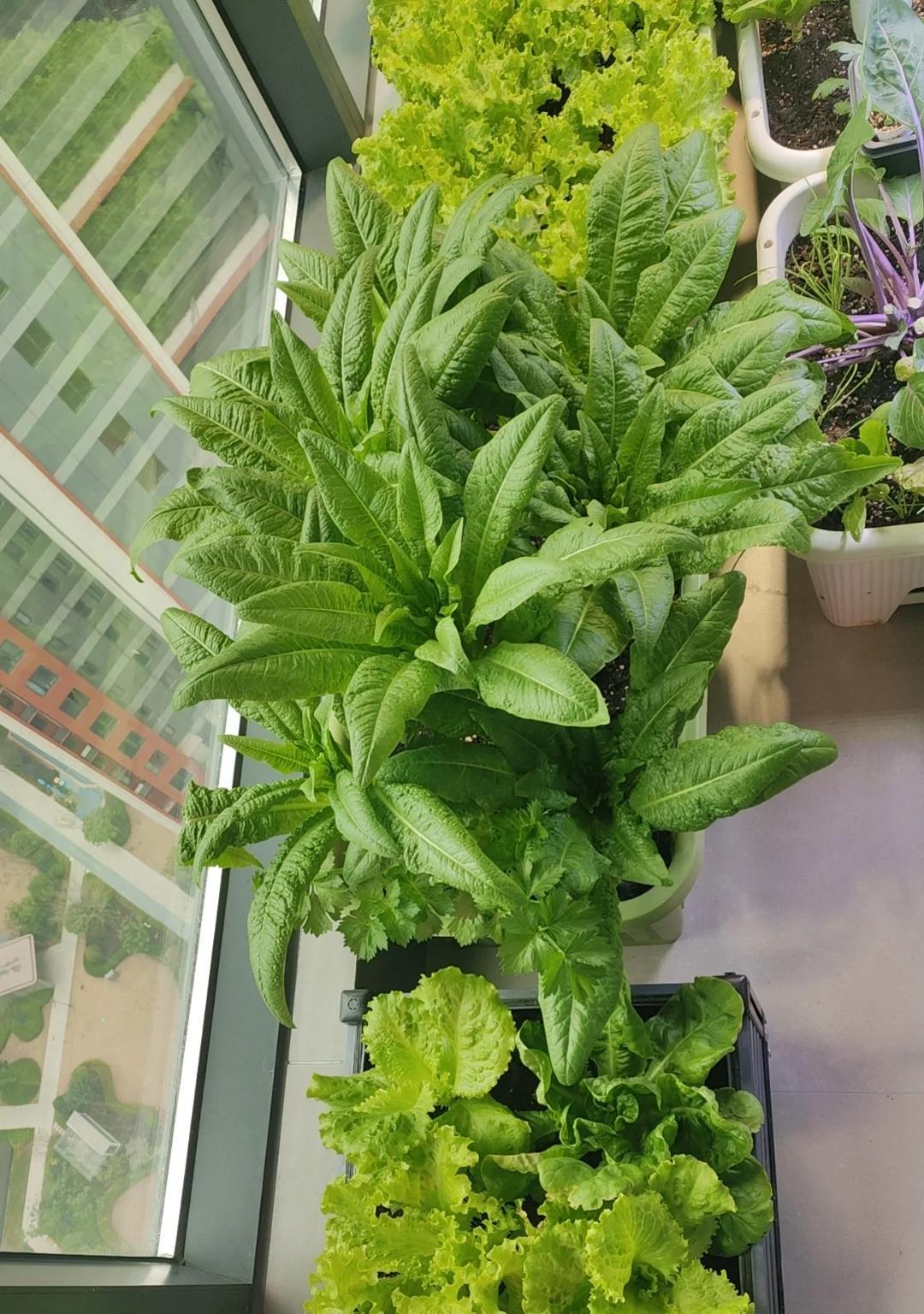 大爷“小院种菜”火上新华网，方法惊呆众人：谁说浪漫不能当饭吃