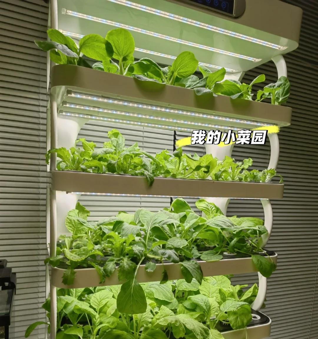 大爷“小院种菜”火上新华网，方法惊呆众人：谁说浪漫不能当饭吃