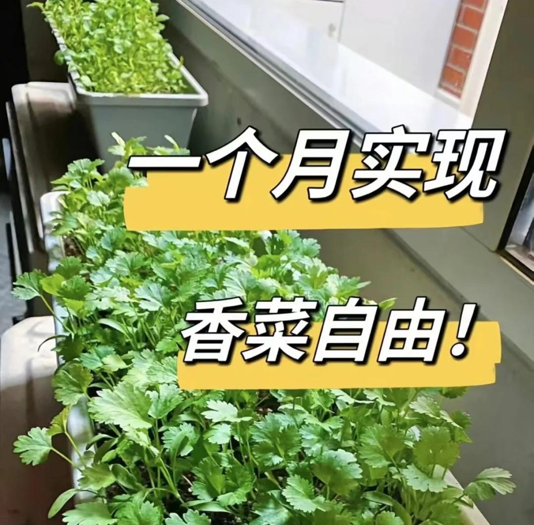 大爷“小院种菜”火上新华网，方法惊呆众人：谁说浪漫不能当饭吃