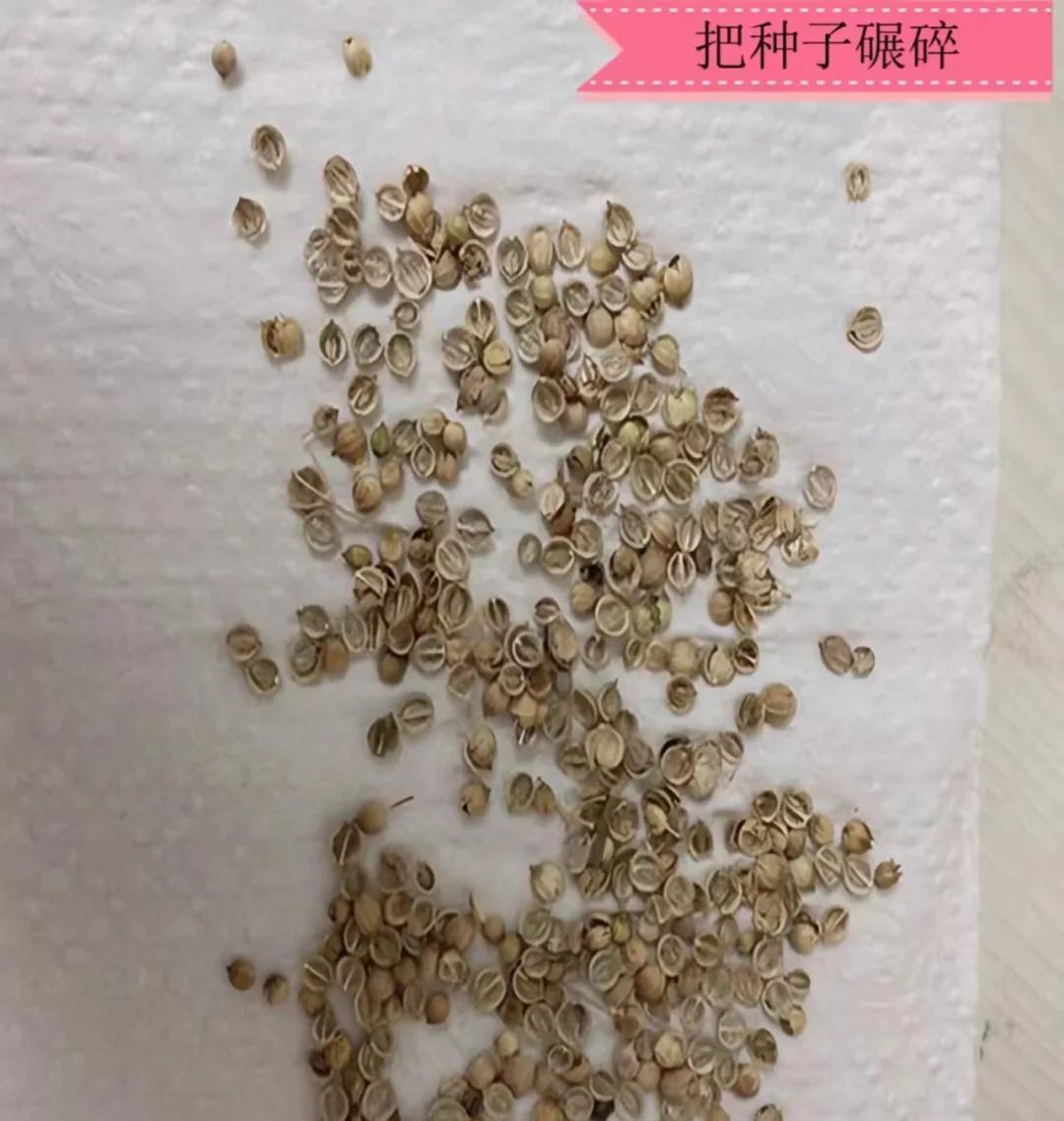 大爷“小院种菜”火上新华网，方法惊呆众人：谁说浪漫不能当饭吃