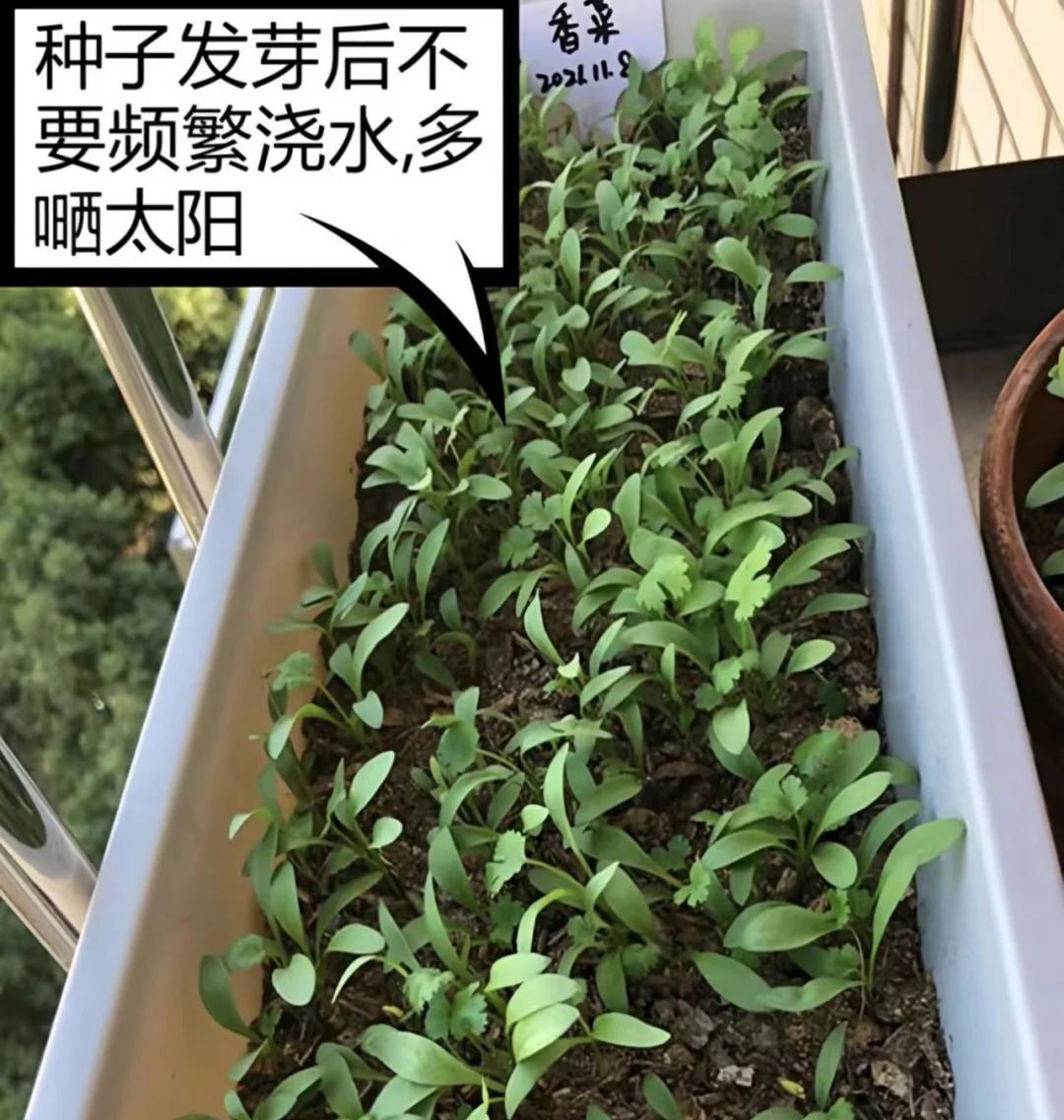 大爷“小院种菜”火上新华网，方法惊呆众人：谁说浪漫不能当饭吃
