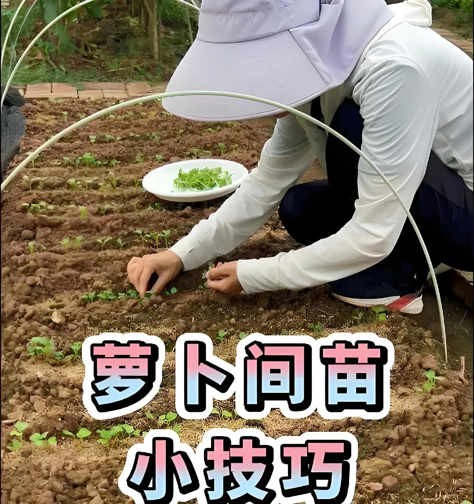 3招让萝卜长得又大又甜！老农的秘诀全在这