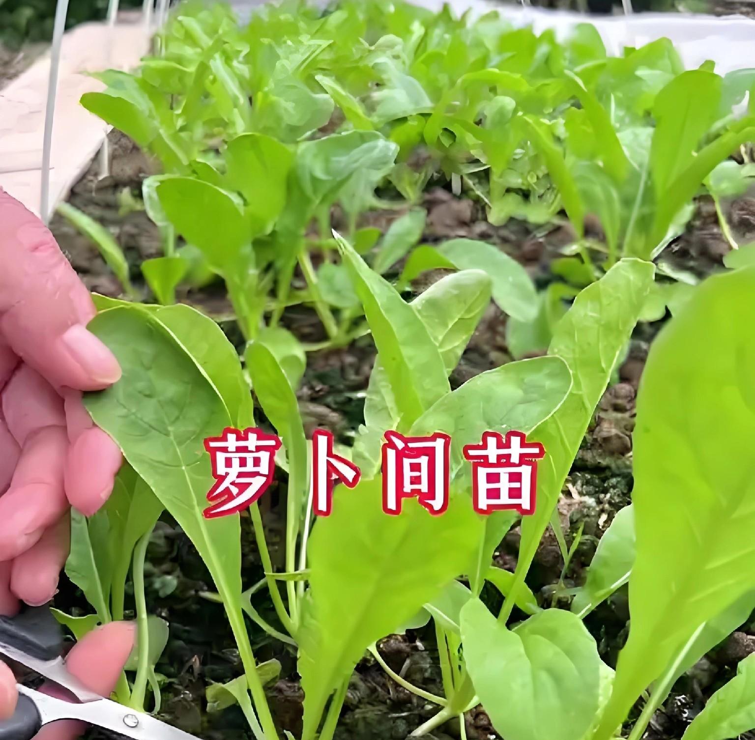 3招让萝卜长得又大又甜！老农的秘诀全在这
