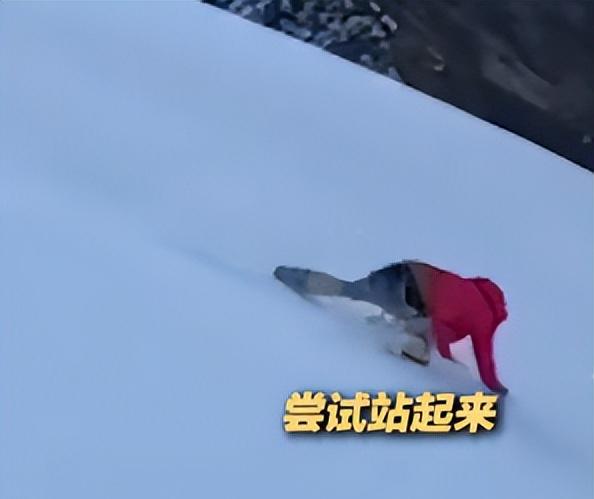 驴友雪山坠崖身亡，遇难画面曝光，身份被扒太可惜，网友却不同情