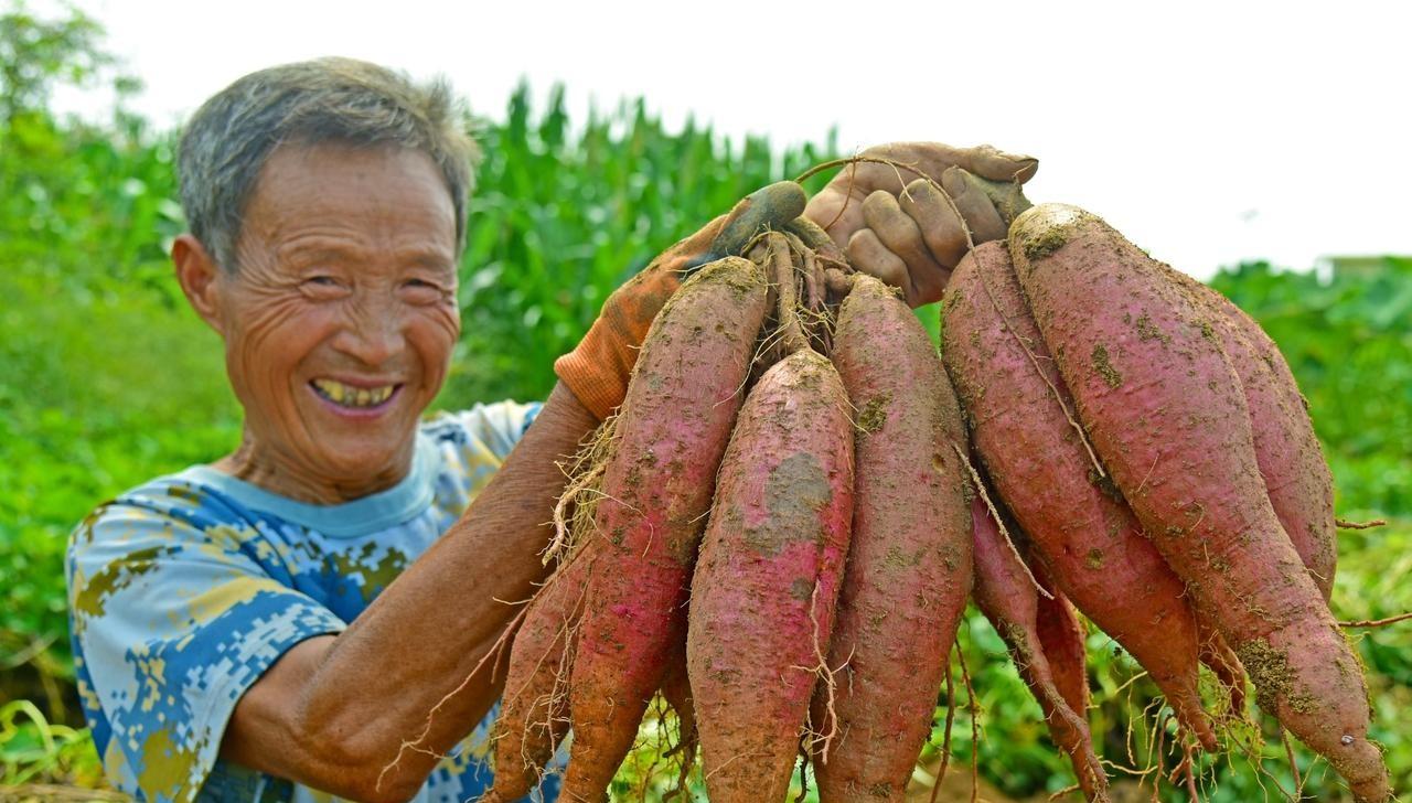 秋分到霜降、大葱收获忙，红薯收早不好吃、晚了受害更可惜