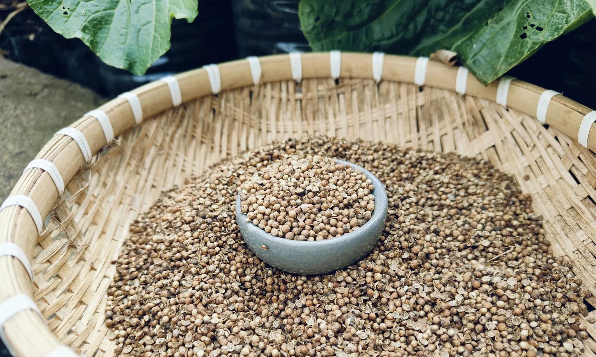 种菜种子不是越新鲜越好！这2类蔬菜必须用新种，另2类要用旧种子