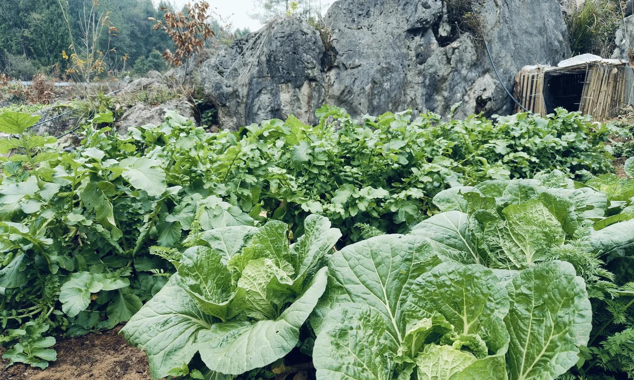 白菜进入包心期千万别放松！做好这几个管理细节，包心紧没病虫害