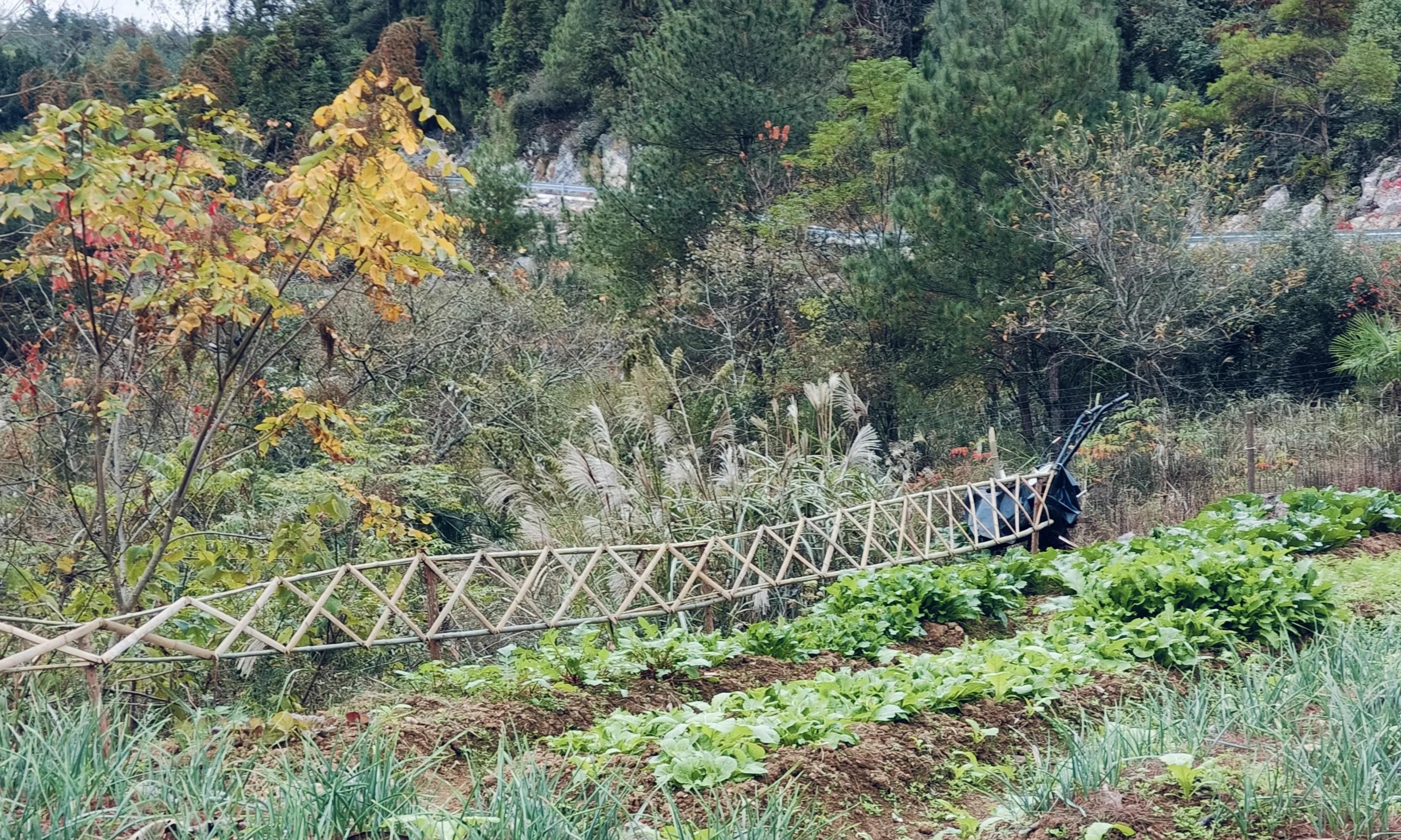 9月底10月能种哪些菜？超详细秋冬季蔬菜种植时间表，分南北方