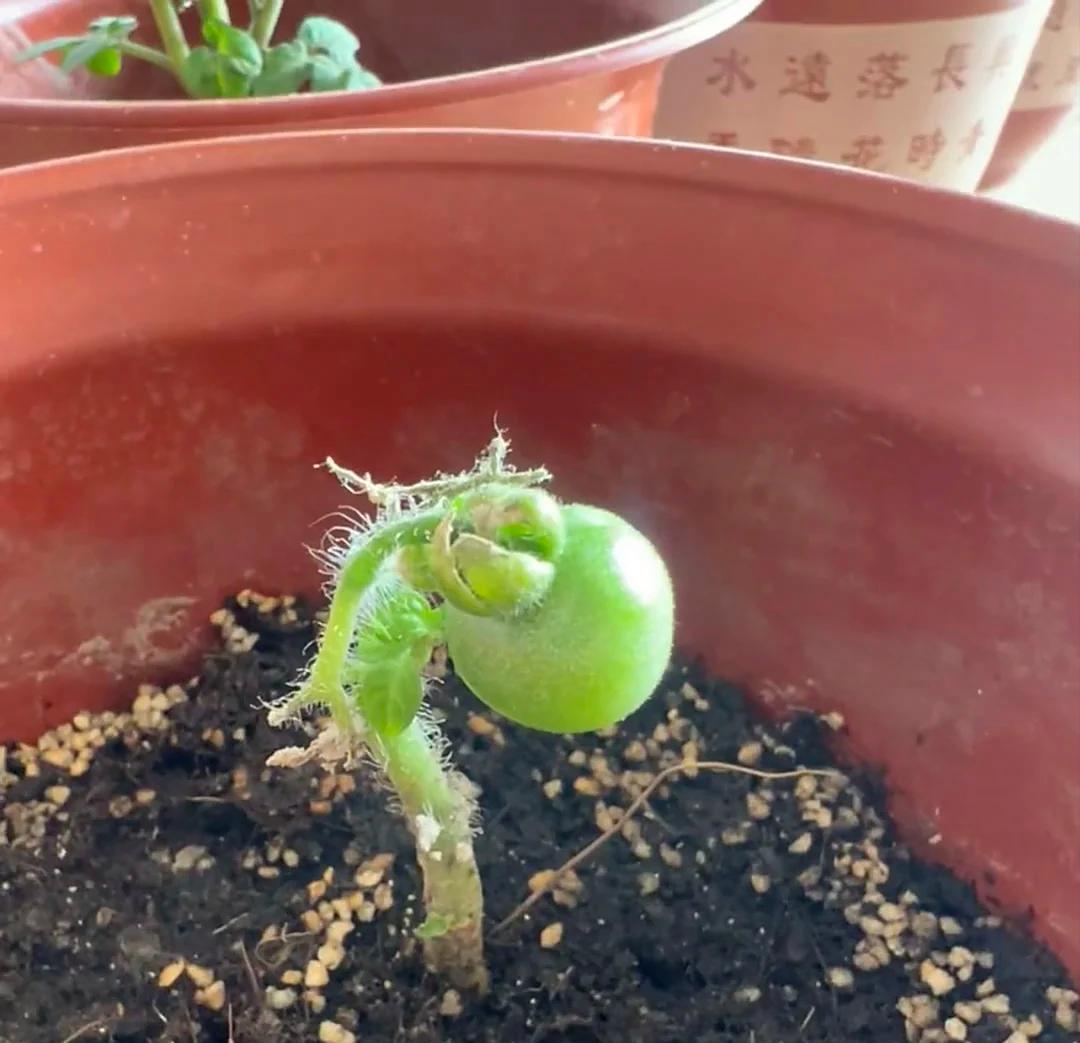女子直言“我居然种出了小番茄”，好可爱，网友：打着灯笼都难找