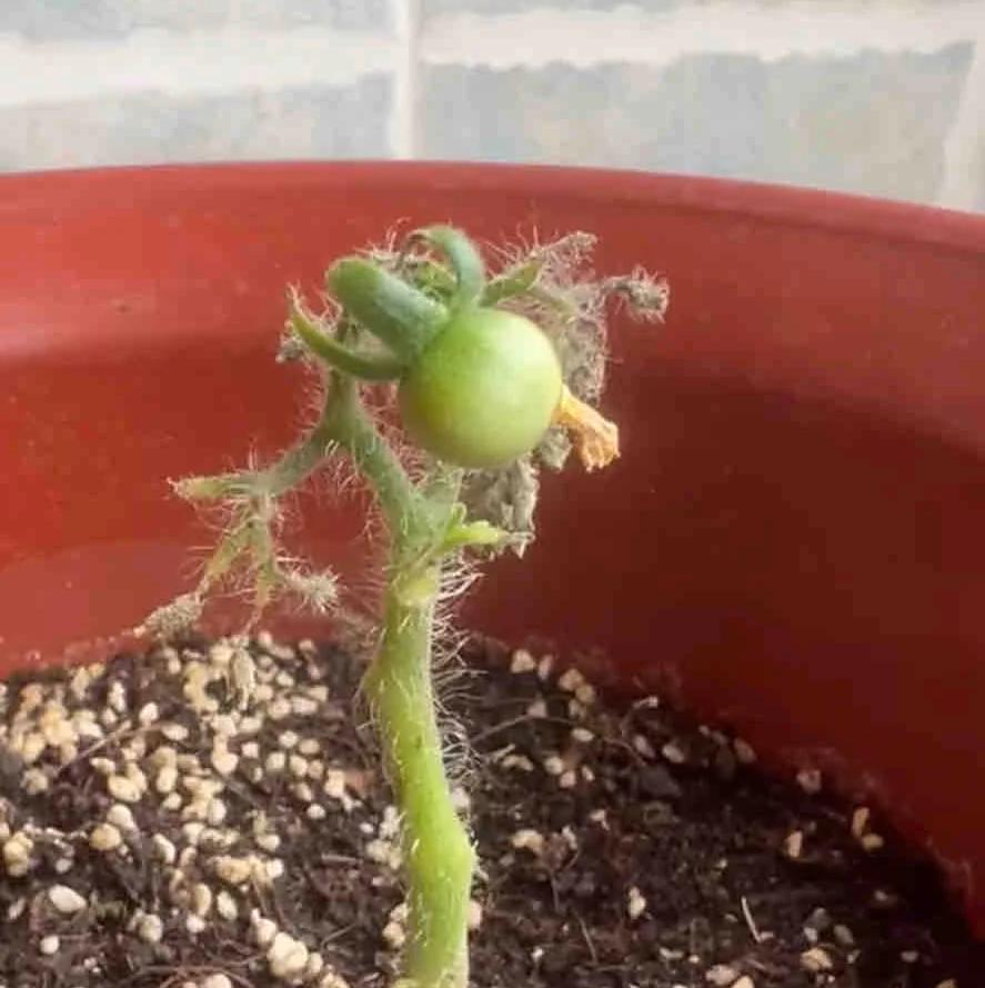 女子直言“我居然种出了小番茄”，好可爱，网友：打着灯笼都难找