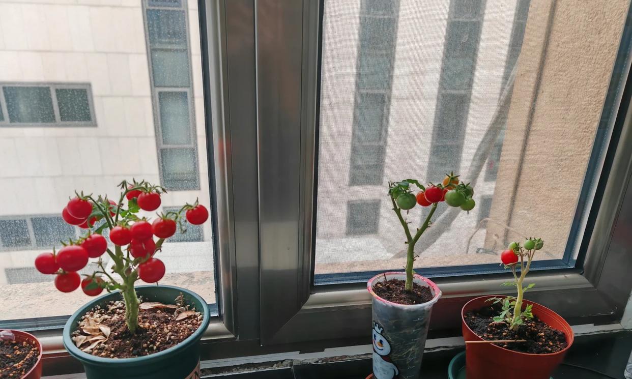 女子直言“我居然种出了小番茄”，好可爱，网友：打着灯笼都难找