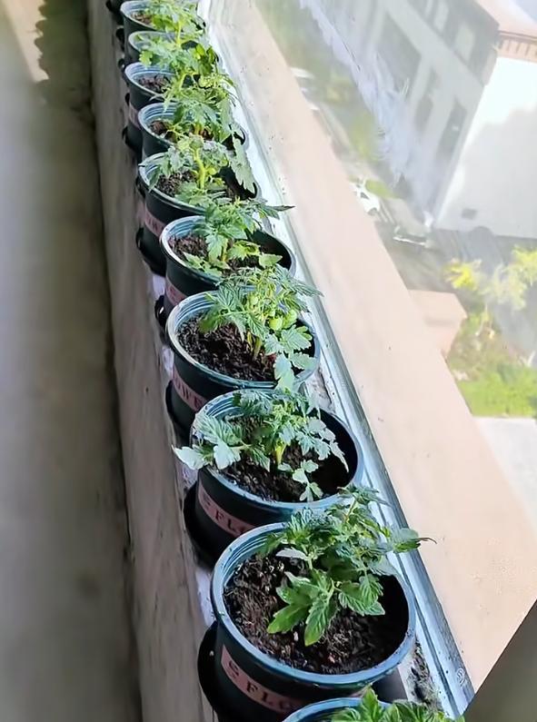 女子直言“我居然种出了小番茄”，好可爱，网友：打着灯笼都难找