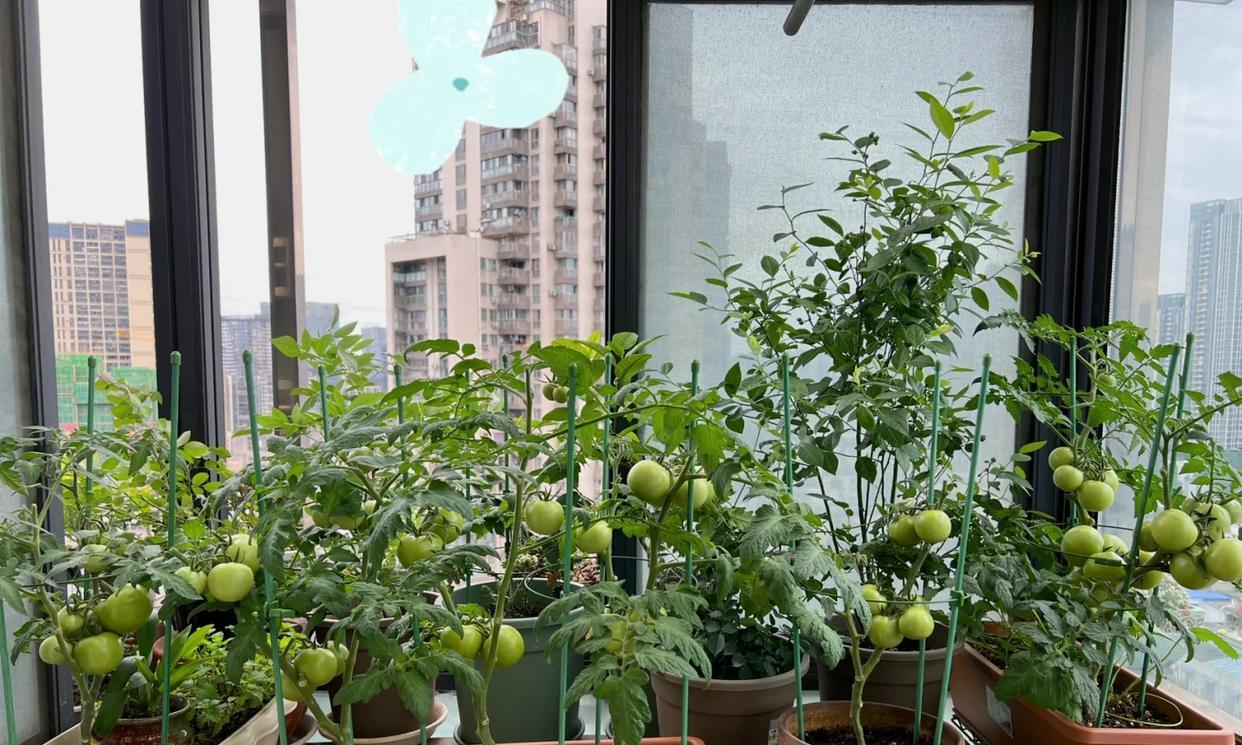 女子直言“我居然种出了小番茄”，好可爱，网友：打着灯笼都难找
