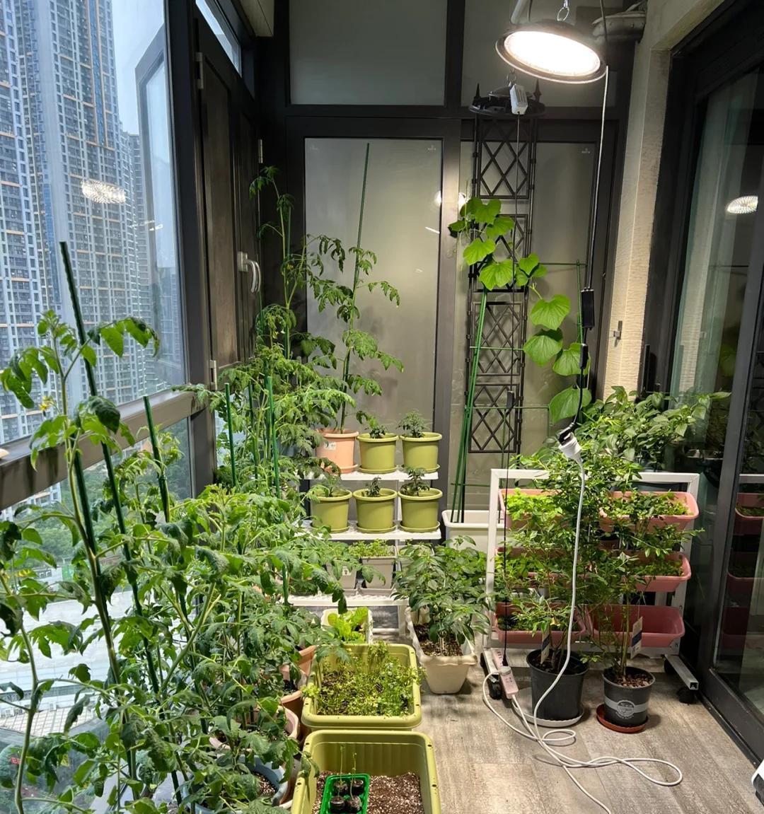女子直言“我居然种出了小番茄”，好可爱，网友：打着灯笼都难找