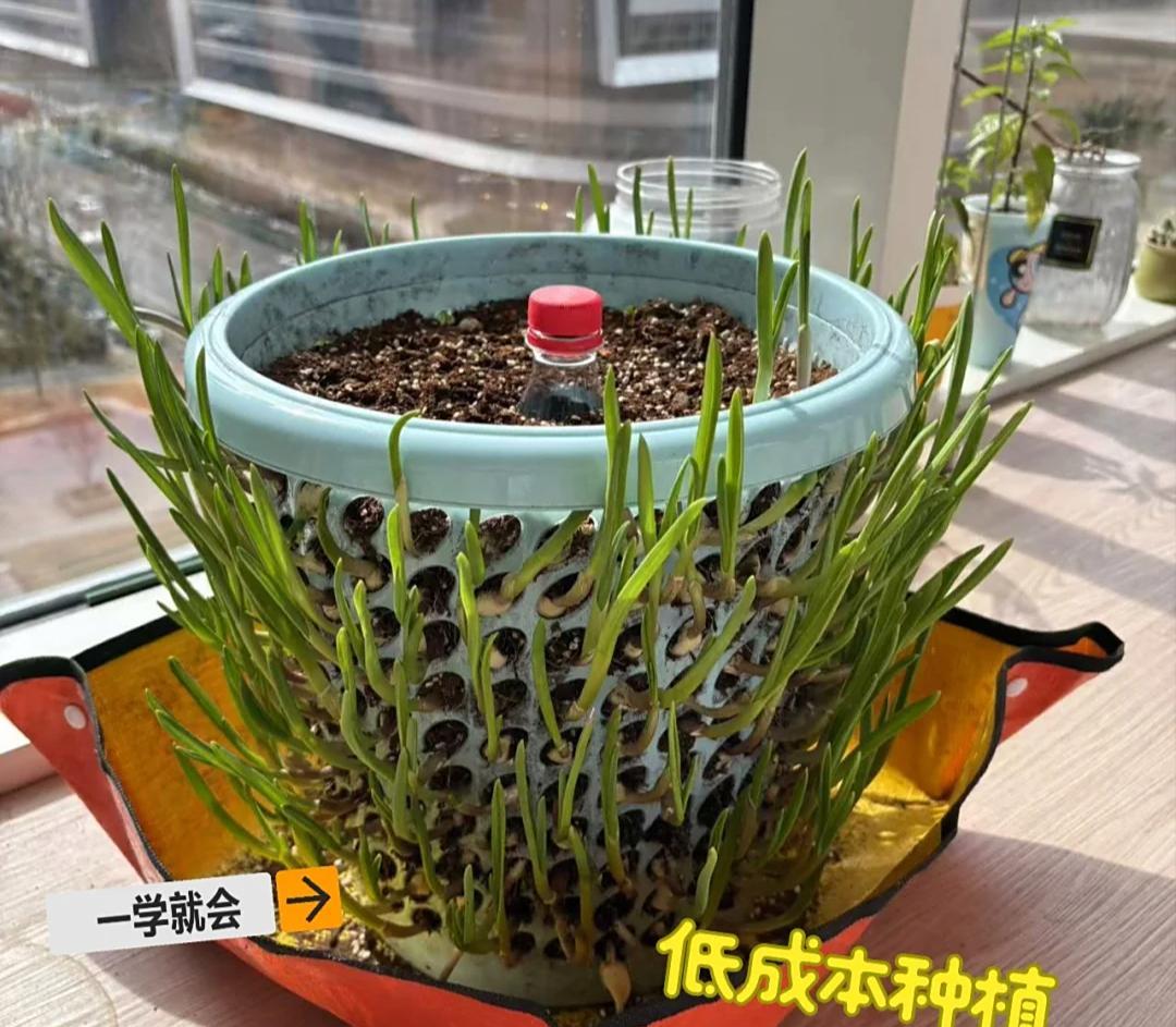 女子用“垃圾筐种蒜”引围观，公司出天才了，网友：好牛，也想种