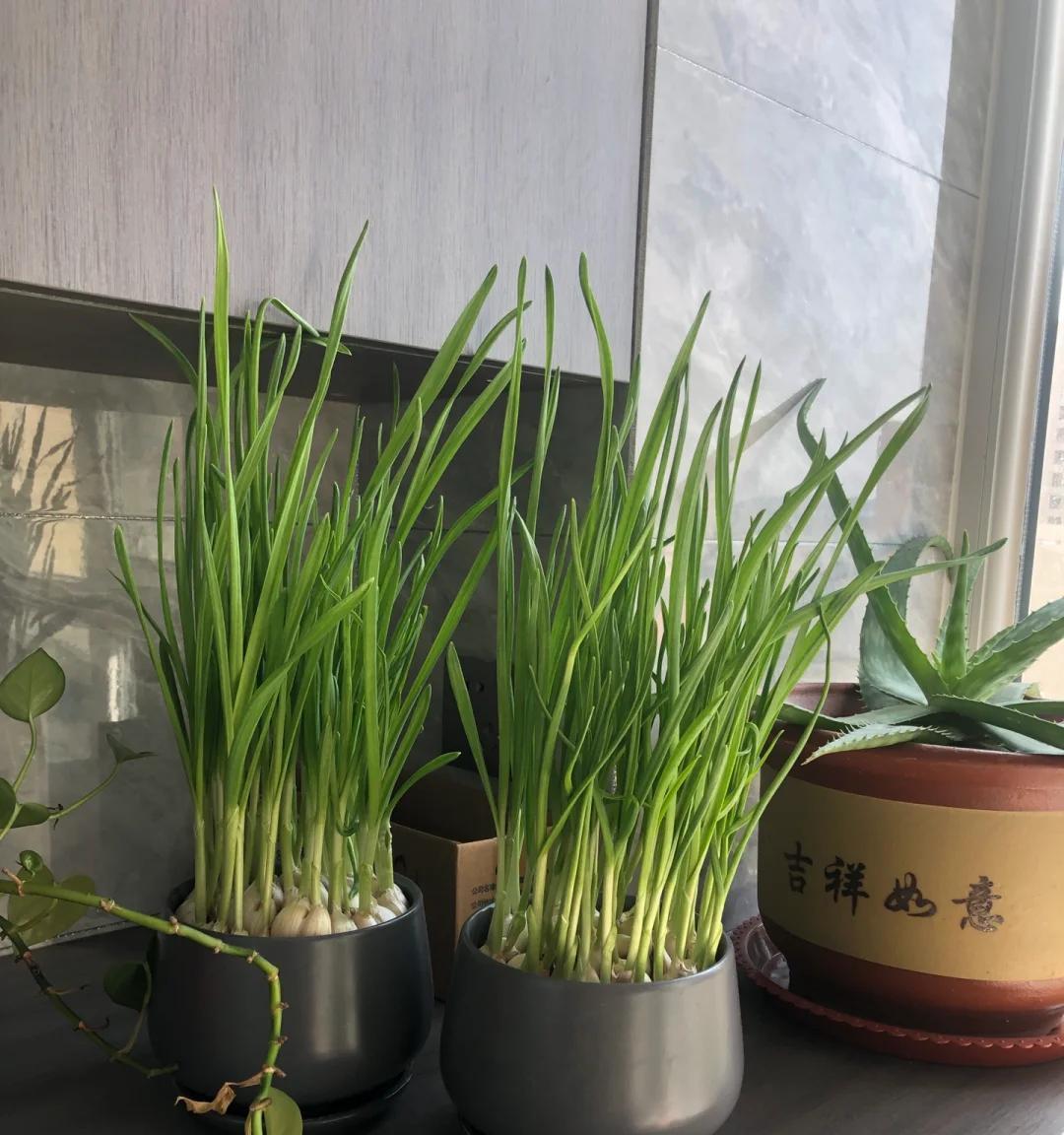 女子用“垃圾筐种蒜”引围观，公司出天才了，网友：好牛，也想种