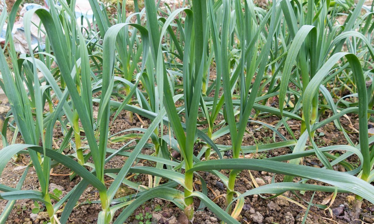 种植大蒜、葱、菠菜等越冬蔬菜，连这些都做不好，到时可就麻烦了