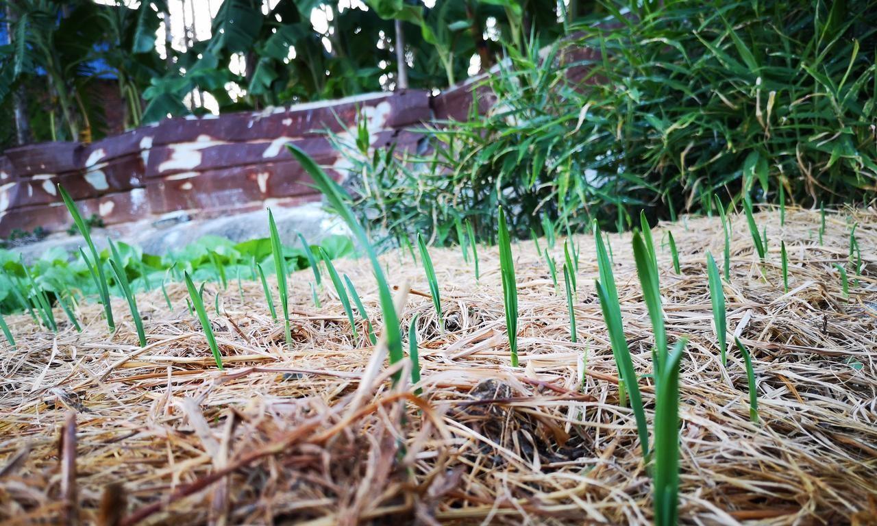 种植大蒜、葱、菠菜等越冬蔬菜，连这些都做不好，到时可就麻烦了