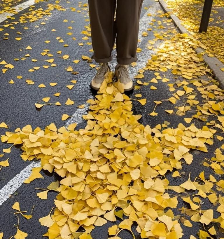秋枫黄叶起，我们去看树叶落下来……