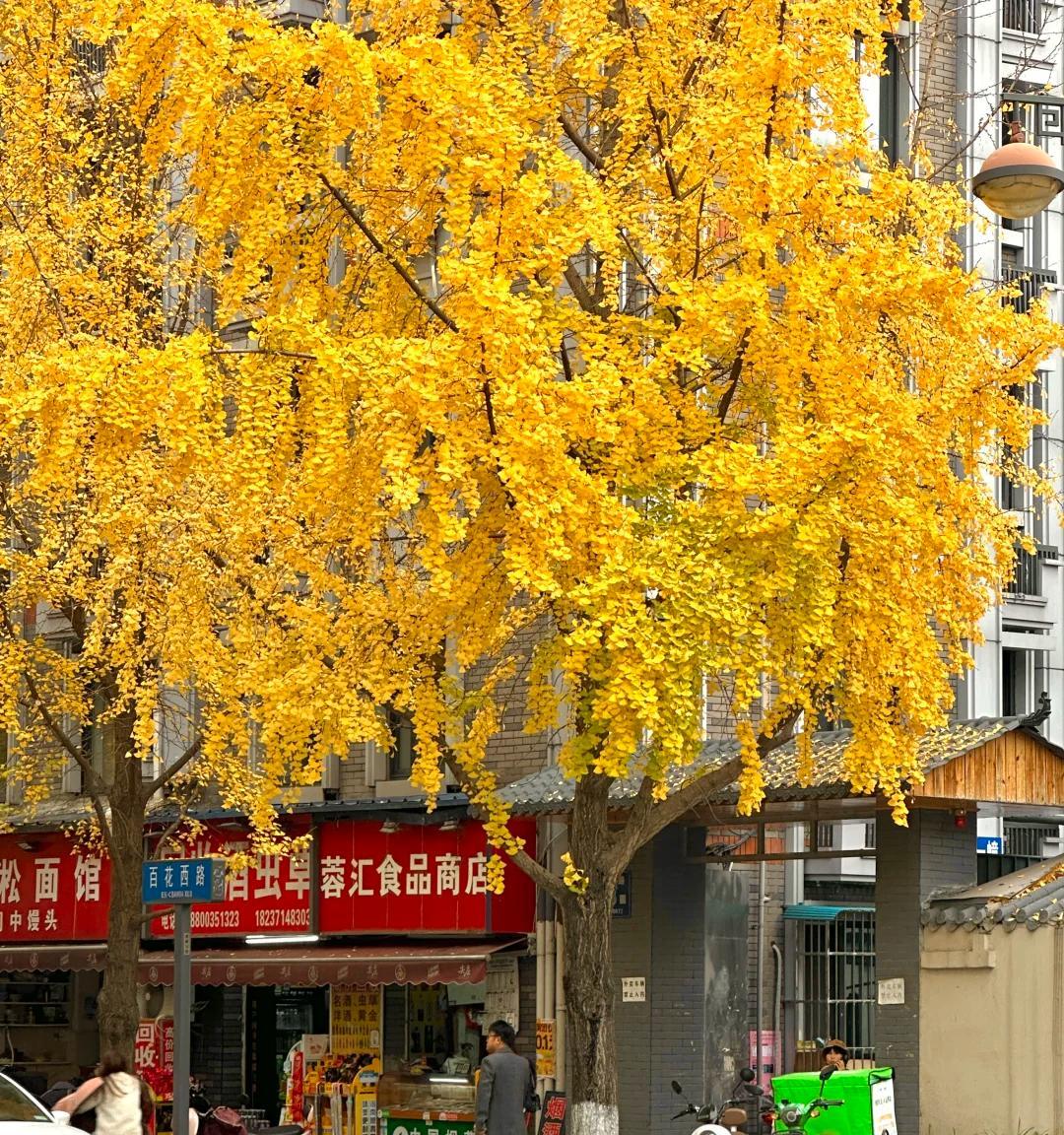 秋枫黄叶起，我们去看树叶落下来……
