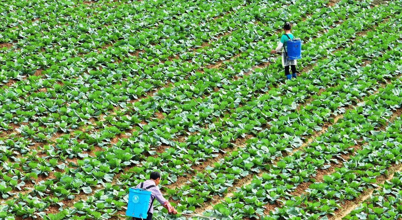 防治蔬菜根腐病、软腐病等各种病害，这个比打药效果好，安全无害