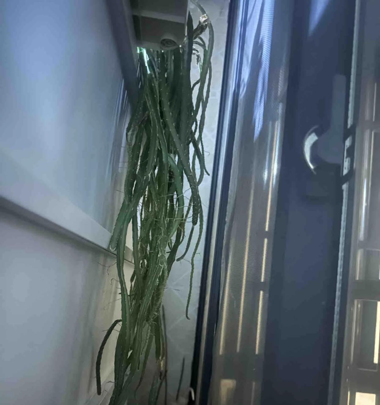 女子“剥皮的火龙果”，竟原地发芽了，网友：为了活着，拼尽全力