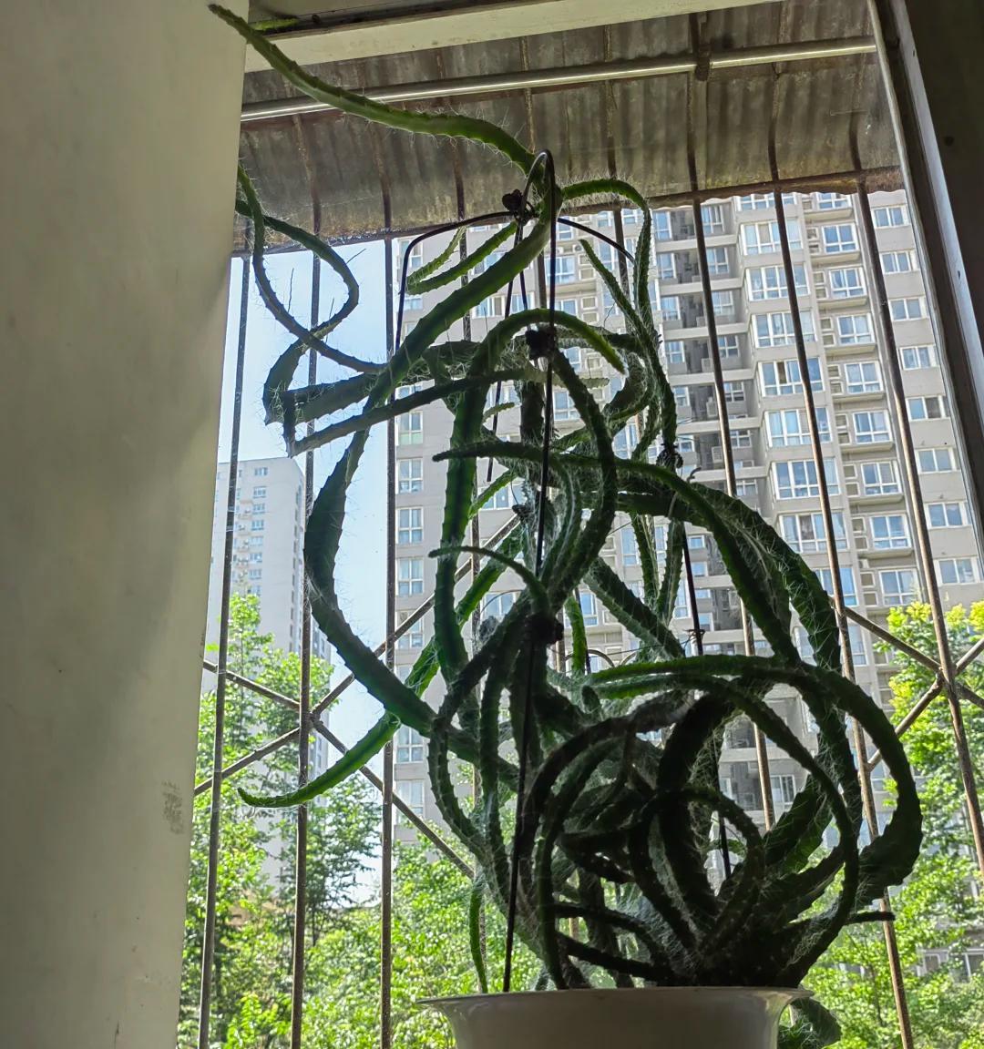 女子“剥皮的火龙果”，竟原地发芽了，网友：为了活着，拼尽全力
