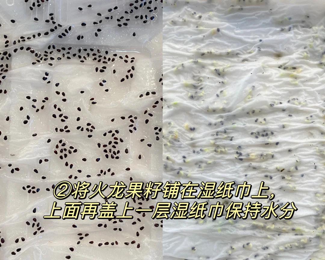 女子“剥皮的火龙果”，竟原地发芽了，网友：为了活着，拼尽全力