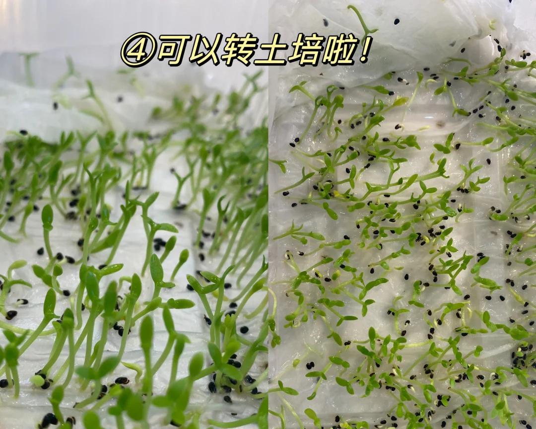 女子“剥皮的火龙果”，竟原地发芽了，网友：为了活着，拼尽全力